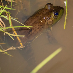 Lithobates grylio