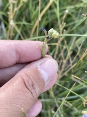 Sisyrinchium halophilum