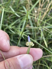 Sisyrinchium halophilum