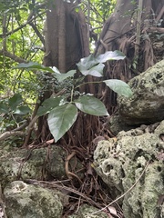 Allophylus timorensis