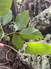 Allophylus timorensis