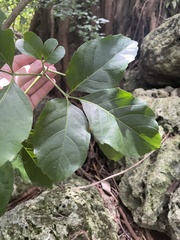 Allophylus timorensis