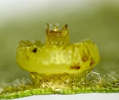 Caryomyia melicrustum