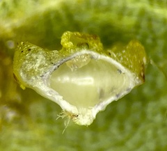 Caryomyia melicrustum