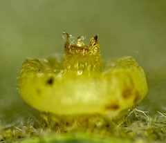 Caryomyia melicrustum