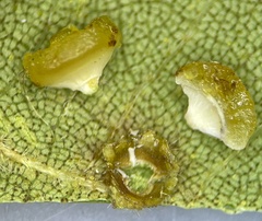 Caryomyia melicrustum