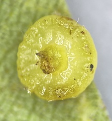 Caryomyia melicrustum
