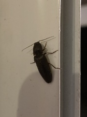 Hemicrepidius nemnonius