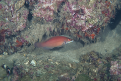 Pseudocheilinus evanidus