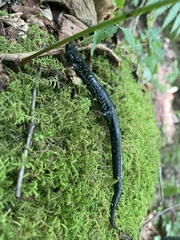 Plethodon cylindraceus