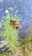 Megaderus bifasciatus