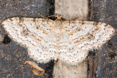 Hydrelia sylvata