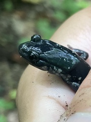 Plethodon cylindraceus