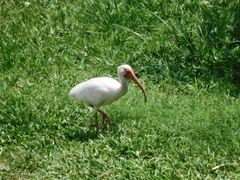 Eudocimus albus