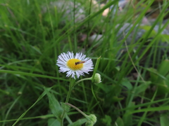 Toxomerus marginatus