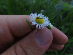 Toxomerus marginatus