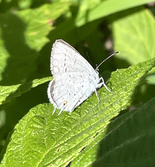 Cupido amyntula maritima