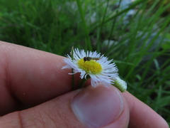 Toxomerus marginatus