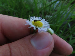 Toxomerus marginatus