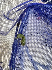 Squillidae