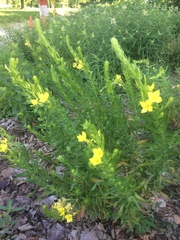 Oenothera clelandii