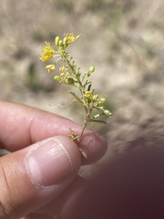 Cleomella plocasperma