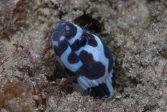 Gymnothorax favagineus