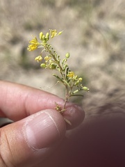 Cleomella plocasperma