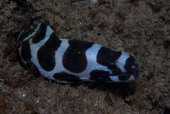 Gymnothorax favagineus