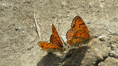 Melitaea arduinna