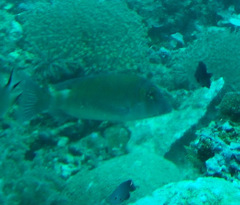 Lethrinus erythropterus