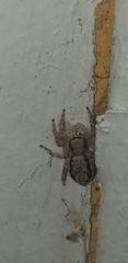 Menemerus bivittatus