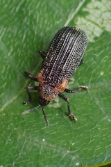Odontota scapularis
