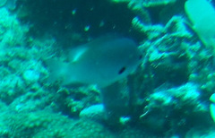 Pomacentrus nigromanus