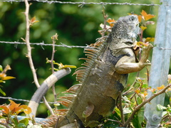 Iguana iguana