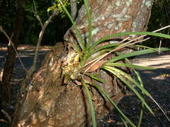 Dendrobium canaliculatum