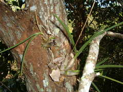 Dendrobium canaliculatum