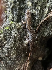 Desmognathus carolinensis