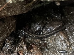 Desmognathus carolinensis