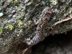 Desmognathus carolinensis