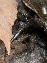 Desmognathus carolinensis