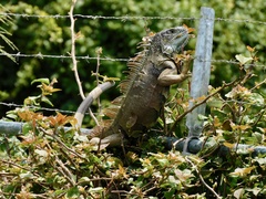 Iguana iguana