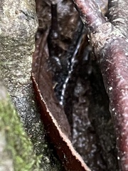 Desmognathus carolinensis