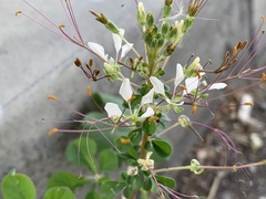 Cleome gynandra