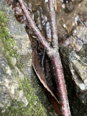 Desmognathus carolinensis
