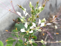 Cleome gynandra