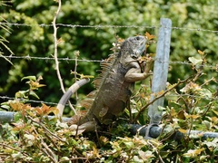 Iguana iguana