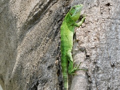 Ctenosaura pectinata