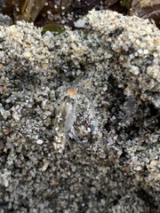 Megalorchestia pugettensis