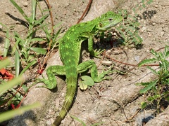 Ctenosaura pectinata